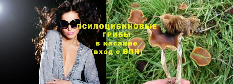 Псилоцибиновые грибы Psilocybe  Зерноград 